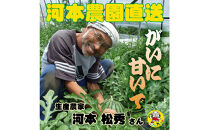 【先行予約】黒皮小玉スイカ&nbsp;訳あり&nbsp;鳥取県北栄町産&nbsp;農家指定（こちらの返礼品は、大栄西瓜ではありません）