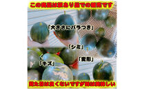 【先行予約】黒皮小玉スイカ&nbsp;訳あり&nbsp;鳥取県北栄町産&nbsp;農家指定（こちらの返礼品は、大栄西瓜ではありません）