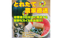 【先行予約】黒皮小玉スイカ&nbsp;鳥取県北栄町産&nbsp;農家指定（こちらの返礼品は、大栄西瓜ではありません）