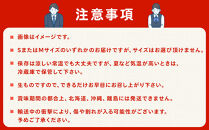 ［2026年6月出荷分］和歌山産ミニトマト「アイコトマト」約1kg（S・Mサイズおまかせ）［TM233］