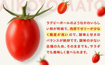 ［2026年4月出荷分］和歌山産ミニトマト「アイコトマト」約1kg（S・Mサイズおまかせ）［TM231］