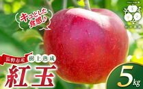 フルーツファーム中村農園　【9月下旬発送&nbsp;先行予約】樹上熟成　紅玉&nbsp;5kg&nbsp;|&nbsp;&nbsp;りんご&nbsp;紅玉&nbsp;林檎&nbsp;人気&nbsp;おすすめ&nbsp;果物&nbsp;フルーツ&nbsp;赤いりんご&nbsp;アップルパイ&nbsp;製菓用&nbsp;加工用&nbsp;送料無料&nbsp;長野県&nbsp;長野市&nbsp;信州&nbsp;信濃&nbsp;ふるさと納税