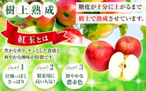 フルーツファーム中村農園　【9月下旬発送&nbsp;先行予約】樹上熟成　紅玉&nbsp;5kg&nbsp;|&nbsp;&nbsp;りんご&nbsp;紅玉&nbsp;林檎&nbsp;人気&nbsp;おすすめ&nbsp;果物&nbsp;フルーツ&nbsp;赤いりんご&nbsp;アップルパイ&nbsp;製菓用&nbsp;加工用&nbsp;送料無料&nbsp;長野県&nbsp;長野市&nbsp;信州&nbsp;信濃&nbsp;ふるさと納税