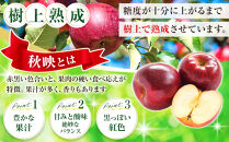 フルーツファーム中村農園　【10月上旬発送&nbsp;先行予約】樹上熟成　秋映&nbsp;3kg&nbsp;|&nbsp;&nbsp;りんご&nbsp;秋映&nbsp;林檎&nbsp;人気&nbsp;おすすめ&nbsp;果物&nbsp;フルーツ&nbsp;赤いりんご&nbsp;送料無料&nbsp;長野県&nbsp;長野市&nbsp;信州&nbsp;信濃&nbsp;ふるさと納税