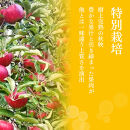 【10月上旬発送&nbsp;先行予約】樹上熟成　秋映&nbsp;5kg