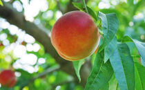 【7月中旬発送&nbsp;先行予約】早生ワッサー&nbsp;3kg