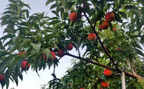 【7月中旬発送&nbsp;先行予約】早生ワッサー&nbsp;3kg