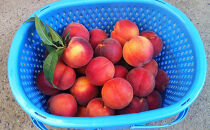 【7月中旬発送&nbsp;先行予約】早生ワッサー&nbsp;3kg