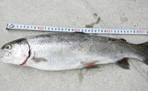 【裾花川本流・支流】　裾花川水系漁協　デジタル遊漁券　年券　アユ以外の魚種　長野県　長野市　