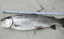 【裾花川本流・支流】　裾花川水系漁協　デジタル遊漁券　1日券　アユ以外の魚種　長野県　長野市　