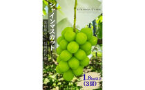 長野市シャインマスカット　1.8kg以上