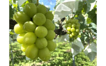 長野市シャインマスカット　1.8kg以上