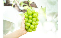 長野市シャインマスカット　1.8kg以上