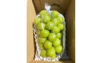 信州産シャインマスカット約700g（1房）2026年9月初旬から10月中旬発送