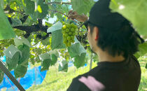 信州産シャインマスカット約700g（1房）2026年9月初旬から10月中旬発送