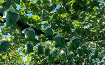 信州産シャインマスカット約700g（1房）2026年9月初旬から10月中旬発送