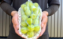 信州産シャインマスカット約3kg（3～6房）2026年9月初旬から10月中旬発送