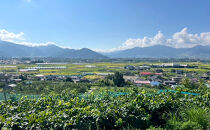 信州産シャインマスカット約3kg（3～6房）2026年9月初旬から10月中旬発送