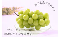シャインマスカット約1kg