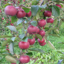 恋栞(こいしおり)りんごジュース＜無添加ストレート100％＞250ml×2本