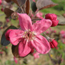 恋栞(こいしおり)りんごジュース＜無添加ストレート100％＞1000ｍｌ×3本