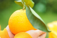 清見オレンジ&nbsp;約7.5kg&nbsp;M・L・2L・3Lサイズおまかせ&nbsp;《赤秀》&nbsp;和歌山県産&nbsp;農園直送&nbsp;まごころ産直みかん&nbsp;【北海道・沖縄県・一部離島&nbsp;配送不可】みかん&nbsp;きよみ&nbsp;清見タンゴール&nbsp;清美&nbsp;柑橘&nbsp;贈答&nbsp;［Mg63］