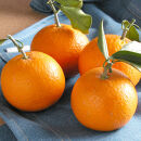 清見オレンジ&nbsp;約10kg&nbsp;大小混合&nbsp;《ご家庭用》&nbsp;ちょっと訳あり&nbsp;和歌山県産&nbsp;農園直送&nbsp;まごころ産直みかん&nbsp;【北海道・沖縄県・一部離島&nbsp;配送不可】訳アリ&nbsp;わけあり&nbsp;みかん&nbsp;きよみ&nbsp;清見タンゴール&nbsp;清美&nbsp;［Mg66］