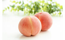 2026年度発送【定期便５回】&nbsp;フルーツの王道６選便