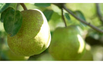 2026年度発送&nbsp;【定期便５回】&nbsp;美味しさランキング☆ベスト５