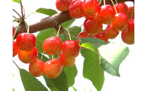 【通年定期便9回】富んでバラエティ中山便