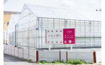 小杉農園　いちご狩りギフト券7,000円分（大人2名、小学生1名）