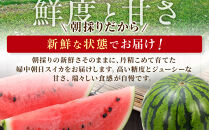 【先行予約】&nbsp;朝採り！&nbsp;富山市婦中町特産「朝日すいか」１玉(約７～８kg)【2026年7月頃〜8月中旬頃まで順次発送】&nbsp;&nbsp;|&nbsp;数量限定&nbsp;産地直送&nbsp;大玉&nbsp;甘い&nbsp;すいか&nbsp;フルーツ&nbsp;お中元&nbsp;夏&nbsp;シャリ感