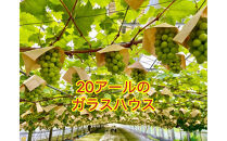 ぶどう&nbsp;2026年&nbsp;シャインマスカット＆紫苑&nbsp;小分け&nbsp;粒だけ&nbsp;約170g&nbsp;12パック&nbsp;岡山&nbsp;果物&nbsp;フルーツ&nbsp;2026年10月上旬から発送
