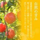【11月下旬発送&nbsp;先行予約】樹上熟成　サンふじ&nbsp;5kg