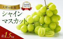 「さぬき讃フルーツ認定」シャインマスカット&nbsp;約1.5kg