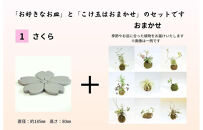 【父の日ギフト】いぶし皿（さくら）・こけ玉おまかせ　セット