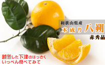 赤秀&nbsp;木成り&nbsp;八朔&nbsp;10kg&nbsp;大小混合&nbsp;サイズ不選別&nbsp;【北海道・沖縄県・一部離島&nbsp;配送不可】&nbsp;和歌山県海南市産&nbsp;完熟&nbsp;はっさく&nbsp;フルーツ&nbsp;柑橘&nbsp;［Mg70］