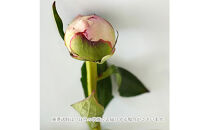 【母の日】ピンクシャンパーニュ＜お届け日：2026年5/4～5/10&nbsp;当店おまかせ&nbsp;＞母の日カード付き【&nbsp;母の日&nbsp;ギフト&nbsp;アレンジ&nbsp;花&nbsp;贈り物&nbsp;大阪府&nbsp;門真市&nbsp;】