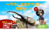 【虹色Farm】ヘラクレスオオカブト&nbsp;幼虫2匹(ペア)飼育キット3点付(育て方解説書・菌床マット・人工蛹室)｜京都&nbsp;オオカブト&nbsp;人気［&nbsp;カブトムシ&nbsp;ヘラクレスオオカブト&nbsp;成虫&nbsp;オス&nbsp;メス&nbsp;人気&nbsp;おすすめ&nbsp;自由研究&nbsp;夏休み&nbsp;体験&nbsp;自然&nbsp;虫&nbsp;お取り寄せ&nbsp;通販&nbsp;送料無料&nbsp;ふるさと納税&nbsp;］