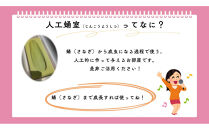 【虹色Farm】ヘラクレスオオカブト&nbsp;幼虫2匹(ペア)飼育キット3点付(育て方解説書・菌床マット・人工蛹室)｜京都&nbsp;オオカブト&nbsp;人気［&nbsp;カブトムシ&nbsp;ヘラクレスオオカブト&nbsp;成虫&nbsp;オス&nbsp;メス&nbsp;人気&nbsp;おすすめ&nbsp;自由研究&nbsp;夏休み&nbsp;体験&nbsp;自然&nbsp;虫&nbsp;お取り寄せ&nbsp;通販&nbsp;送料無料&nbsp;ふるさと納税&nbsp;］