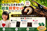 【虹色Farm】ヘラクレスオオカブト&nbsp;幼虫2匹(ペア)飼育キット3点付(育て方解説書・菌床マット・人工蛹室)｜京都&nbsp;オオカブト&nbsp;人気［&nbsp;ヘラクレス&nbsp;オオカブト&nbsp;カブトムシ&nbsp;幼虫&nbsp;オス・メス各1匹&nbsp;人気&nbsp;おすすめ&nbsp;自由研究&nbsp;夏休み&nbsp;体験&nbsp;自然&nbsp;昆虫&nbsp;虫&nbsp;お取り寄せ&nbsp;通販&nbsp;送料無料&nbsp;ふるさと納税&nbsp;］