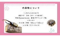 【虹色Farm】ヘラクレスオオカブト&nbsp;成虫ペア(オス・メス各1匹)｜京都&nbsp;オオカブト&nbsp;人気［&nbsp;カブトムシ&nbsp;ヘラクレスオオカブト&nbsp;成虫&nbsp;オス&nbsp;メス&nbsp;&nbsp;人気&nbsp;おすすめ&nbsp;自由研究&nbsp;夏休み&nbsp;体験&nbsp;自然&nbsp;虫&nbsp;お取り寄せ&nbsp;通販&nbsp;送料無料&nbsp;ふるさと納税&nbsp;］