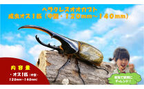 【虹色Farm】ヘラクレスオオカブト&nbsp;成虫オス1匹(中型・120mm～140mm)｜京都&nbsp;オオカブト&nbsp;人気［&nbsp;カブトムシ&nbsp;ヘラクレスオオカブト&nbsp;成虫&nbsp;オス&nbsp;人気&nbsp;おすすめ&nbsp;自由研究&nbsp;夏休み&nbsp;体験&nbsp;自然&nbsp;虫&nbsp;お取り寄せ&nbsp;通販&nbsp;送料無料&nbsp;ふるさと納税&nbsp;］