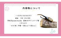 【虹色Farm】ヘラクレスオオカブト&nbsp;成虫オス1匹(中型・120mm～140mm)｜京都&nbsp;オオカブト&nbsp;人気［&nbsp;カブトムシ&nbsp;ヘラクレスオオカブト&nbsp;成虫&nbsp;オス&nbsp;人気&nbsp;おすすめ&nbsp;自由研究&nbsp;夏休み&nbsp;体験&nbsp;自然&nbsp;虫&nbsp;お取り寄せ&nbsp;通販&nbsp;送料無料&nbsp;ふるさと納税&nbsp;］
