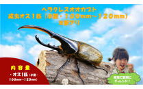 【虹色Farm】ヘラクレスオオカブト&nbsp;成虫オス1匹(小型・100mm～120mm)訳アリ｜京都オオカブト&nbsp;人気［&nbsp;カブトムシ&nbsp;ヘラクレスオオカブト&nbsp;成虫&nbsp;オス&nbsp;訳アリ&nbsp;人気&nbsp;おすすめ&nbsp;自由研究&nbsp;夏休み&nbsp;体験&nbsp;自然&nbsp;虫&nbsp;お取り寄せ&nbsp;通販&nbsp;送料無料&nbsp;ふるさと納税&nbsp;］