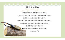 【虹色Farm】ヘラクレスオオカブト&nbsp;成虫オス1匹(小型・100mm～120mm)訳アリ｜京都オオカブト&nbsp;人気［&nbsp;カブトムシ&nbsp;ヘラクレスオオカブト&nbsp;成虫&nbsp;オス&nbsp;訳アリ&nbsp;人気&nbsp;おすすめ&nbsp;自由研究&nbsp;夏休み&nbsp;体験&nbsp;自然&nbsp;虫&nbsp;お取り寄せ&nbsp;通販&nbsp;送料無料&nbsp;ふるさと納税&nbsp;］
