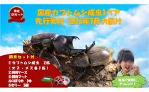 《先行受付・2026年7月お届け》【虹色Farm】国産カブトムシ成虫1ペア(飼育キット付)&nbsp;｜京都&nbsp;オオカブト&nbsp;人気［&nbsp;カブトムシ&nbsp;国産&nbsp;成虫&nbsp;オス&nbsp;メス&nbsp;飼育キット付&nbsp;ケースマット&nbsp;のぼり木&nbsp;ゼリー&nbsp;&nbsp;人気&nbsp;おすすめ&nbsp;自由研究&nbsp;夏休み&nbsp;体験&nbsp;自然&nbsp;虫&nbsp;お取り寄せ&nbsp;通販&nbsp;送料無料&nbsp;ふるさと納税&nbsp;］