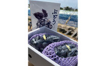 【先行予約】神戸産大粒ぶどうの大様（藤稔）1.2kg(朝採り直送）完熟収穫