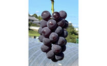 【先行予約】神戸産大粒ぶどうの大様（藤稔）1.2kg(朝採り直送）完熟収穫