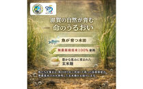 無農薬・グルテンフリー&nbsp;滋賀県野洲市産&nbsp;玄米麺&nbsp;7食セット&nbsp;100g×7袋